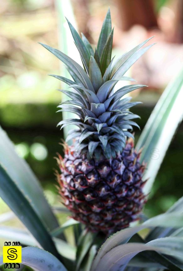 pineapple04